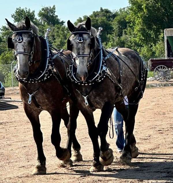 athletic-percheron-horse