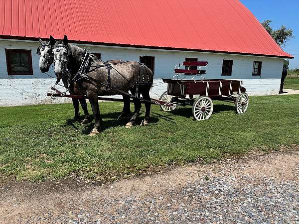 dappled-percheron-horse