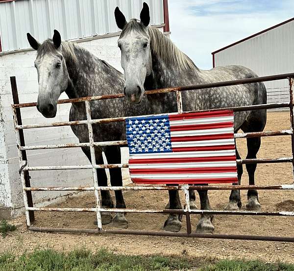 draft-percheron-horse