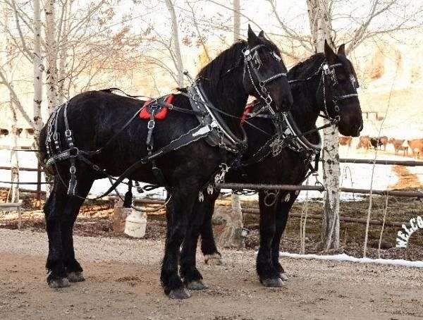 draft-percheron-horse