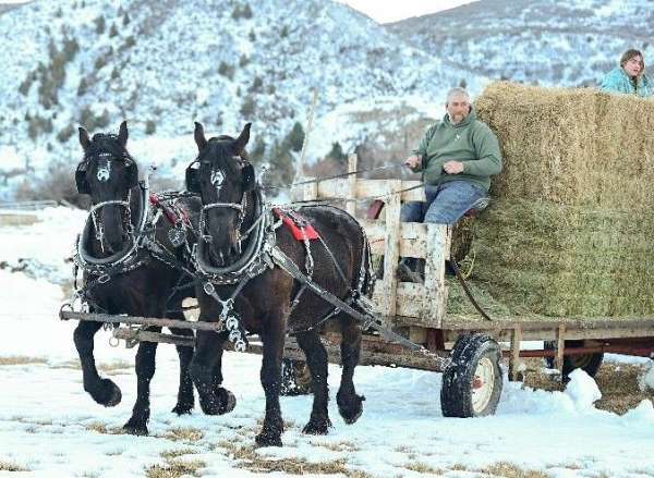 driving-percheron-horse