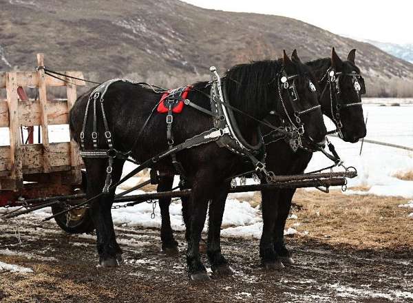 harness-percheron-horse