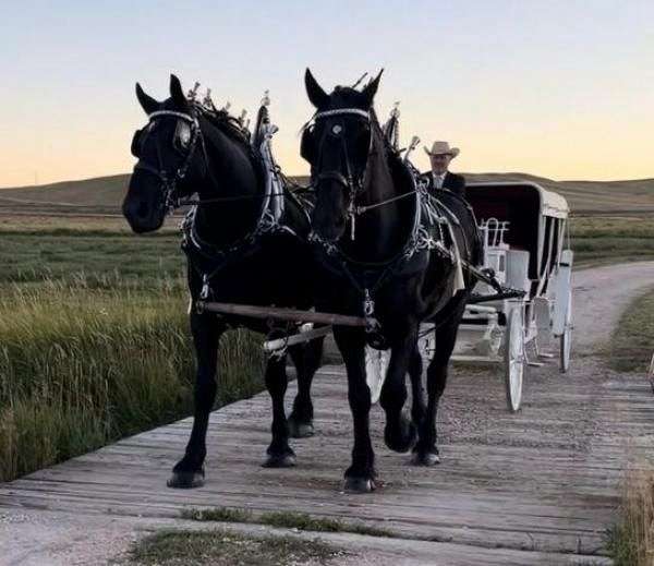 draft-percheron-horse