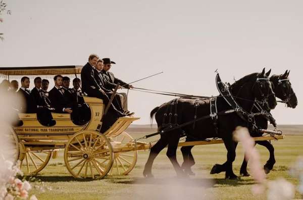 driving-percheron-horse