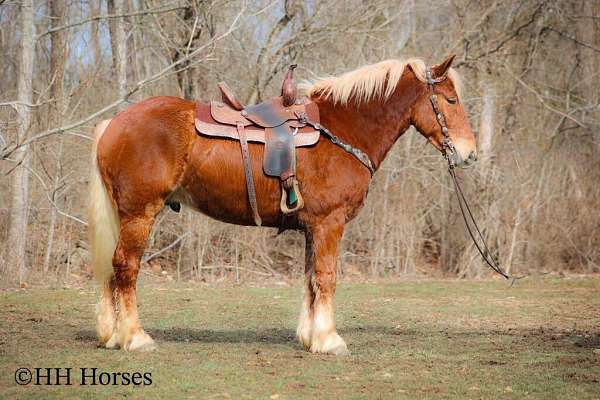 all-around-belgian-horse