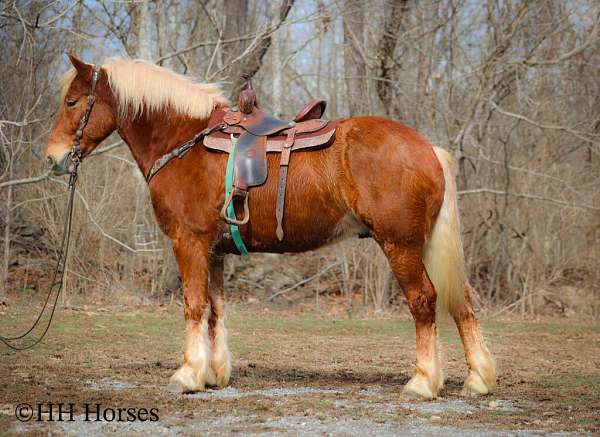 driving-belgian-horse