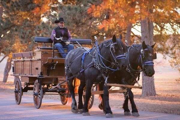 draft-percheron-horse