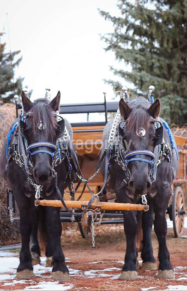 driving-percheron-horse