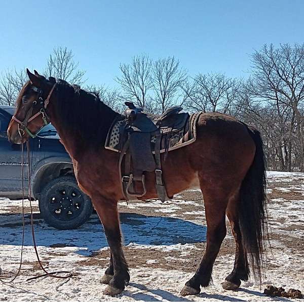 all-around-belgian-horse