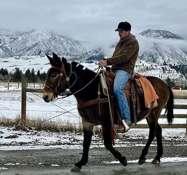 black-roan-finished-pack-horse