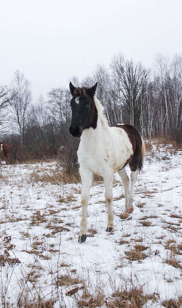 mustang-filly