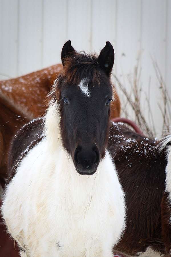 mustang-horse-for-sale