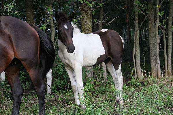 spotted-filly-yearling