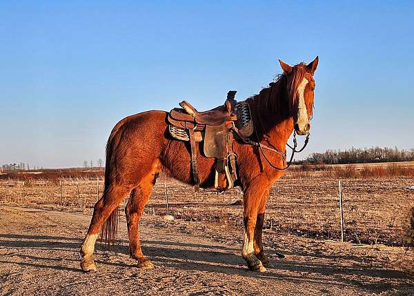 beginner-tennessee-walking-horse