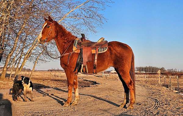 all-around-tennessee-walking-horse