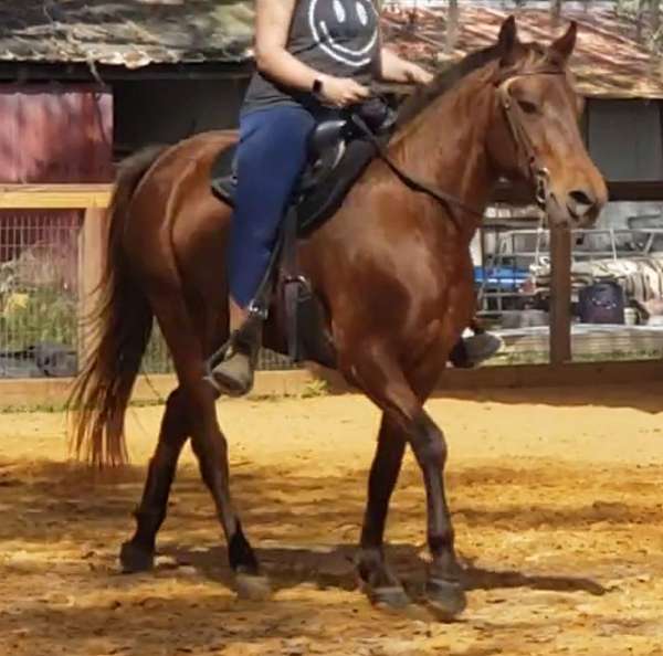 flaxen-mane-rocky-mountain-horse