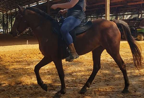 gaited-rocky-mountain-horse