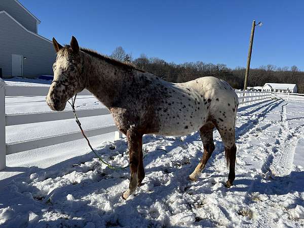 appaloosa-mare