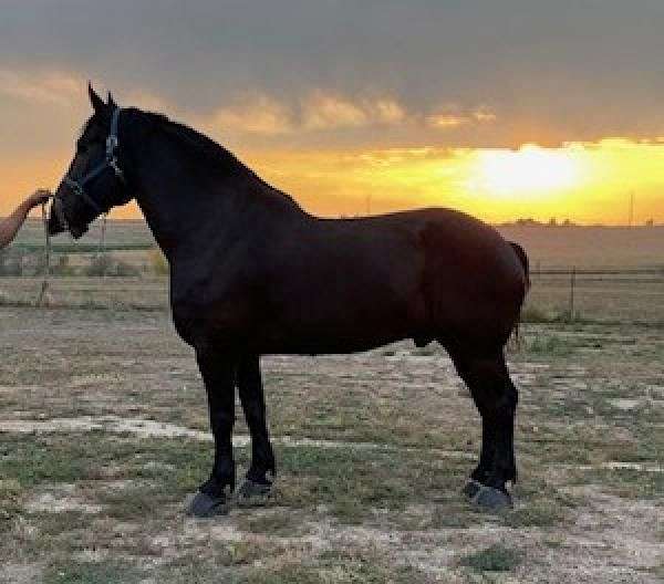 black-draft-harness-horse