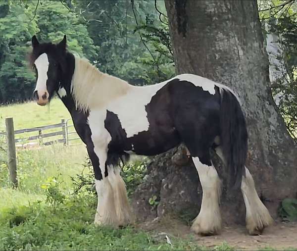 piebald-draft-flashy-horse