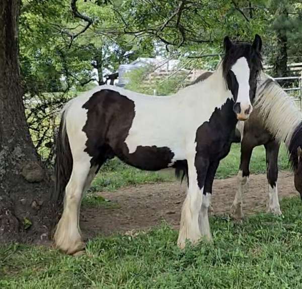 draft-flashy-gypsy-vanner-horse