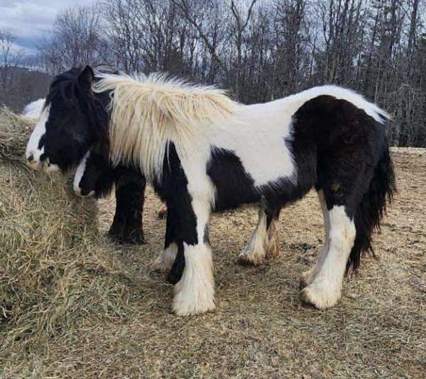 piebald-gypsy-vanner-gelding