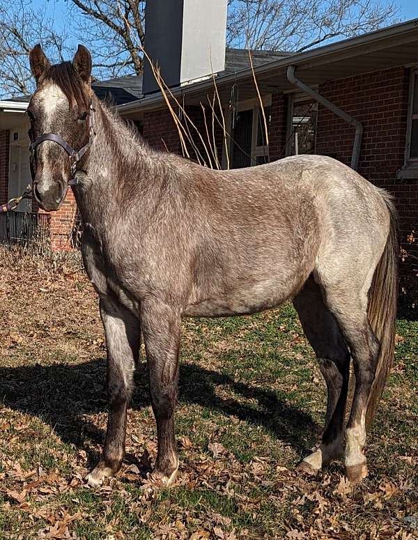 bay-athletic-halter-horse