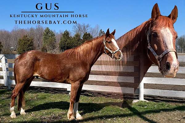 red-roan-roan-kentucky-mountain-for-sale