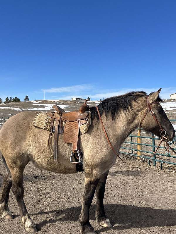 black-grulla-performance-horse