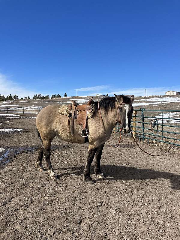 black-grulla-draft-horse