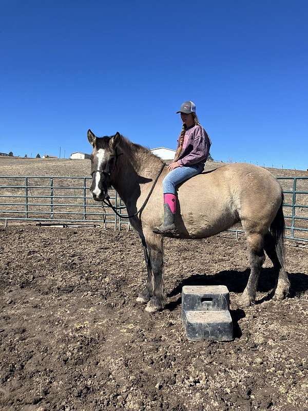 black-grulla-draft-mare