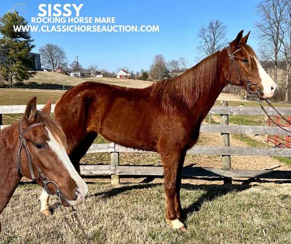 excitable-tennessee-walking-horse