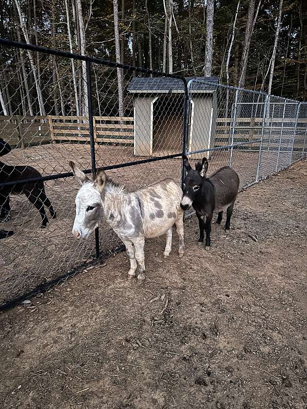 donkey-for-sale