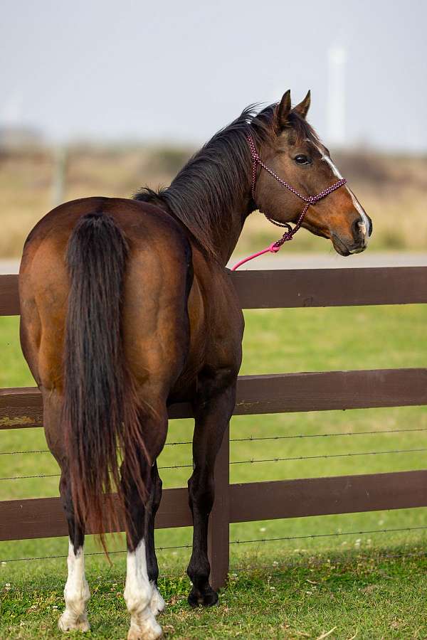 all-around-quarter-horse