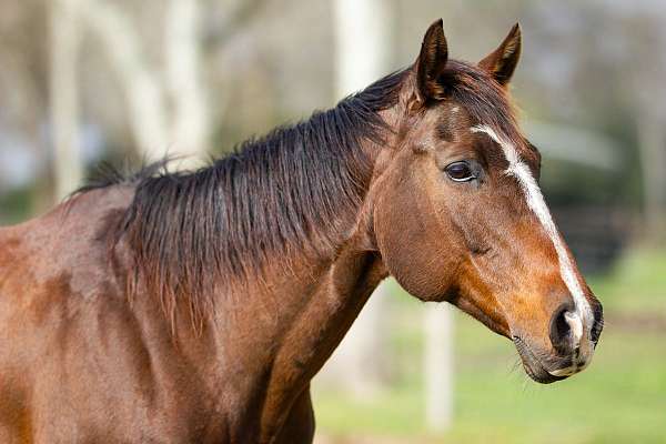 brown-trai-horse