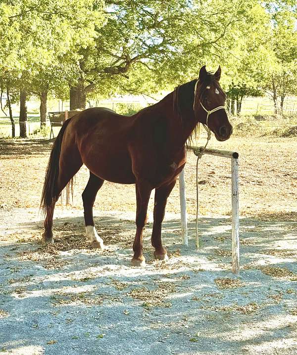 beautiful-quarter-horse