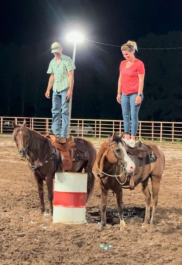 beginner-quarter-horse