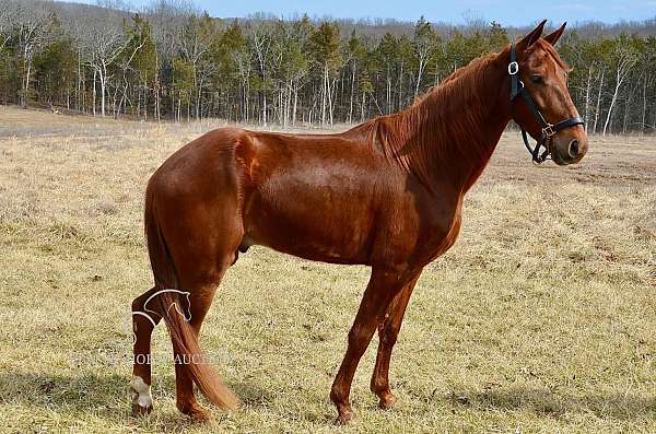 all-tennessee-walking-horse