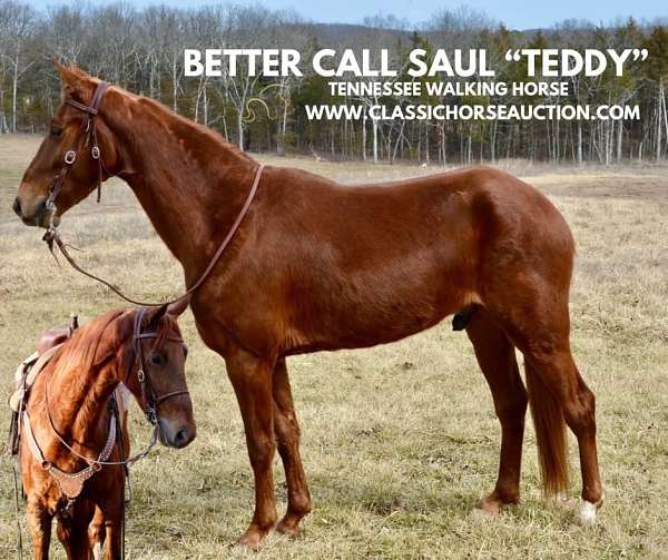 amazing-tennessee-walking-horse