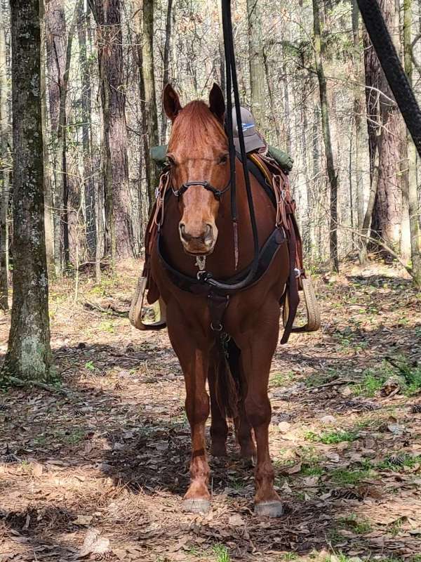 ridden-western-trail-riding-quarter-horse