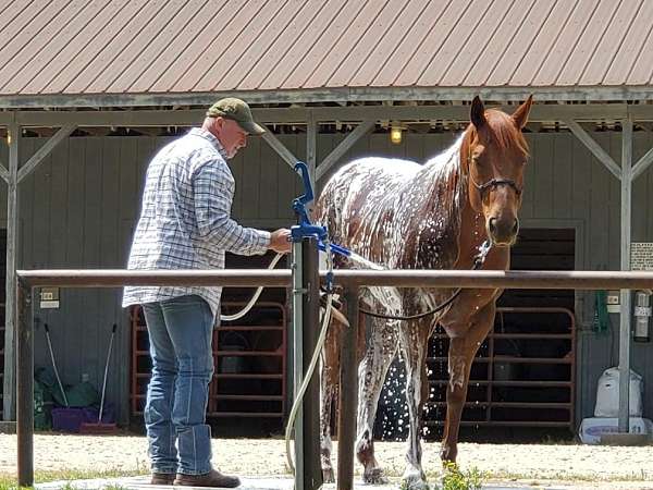 sorrel-quarter-horse-gelding