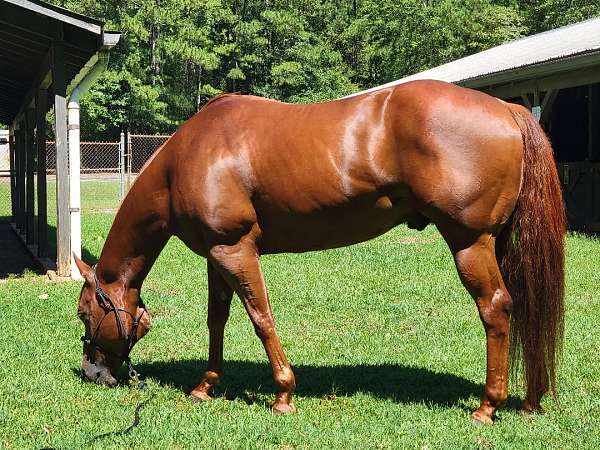 ridden-western-trail-riding-gelding
