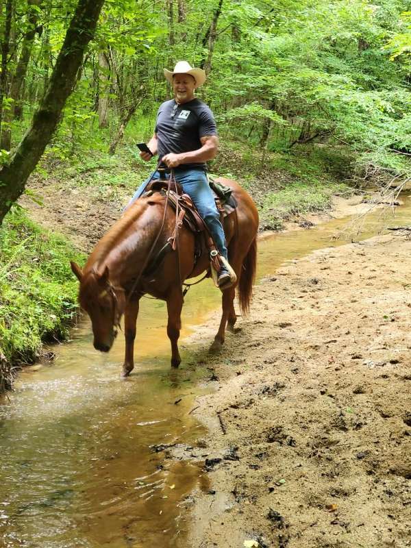 sorrel-aqha-gelding