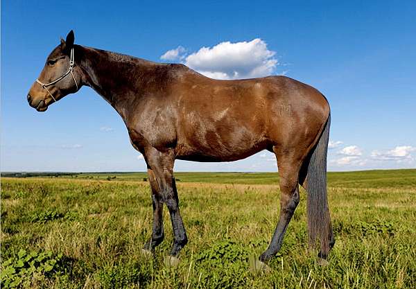 bay-companion-halter-horse