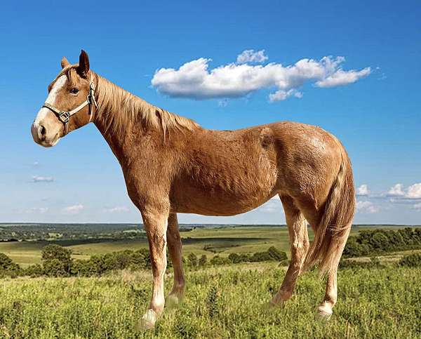 ranch-mountain-pleasure-horse