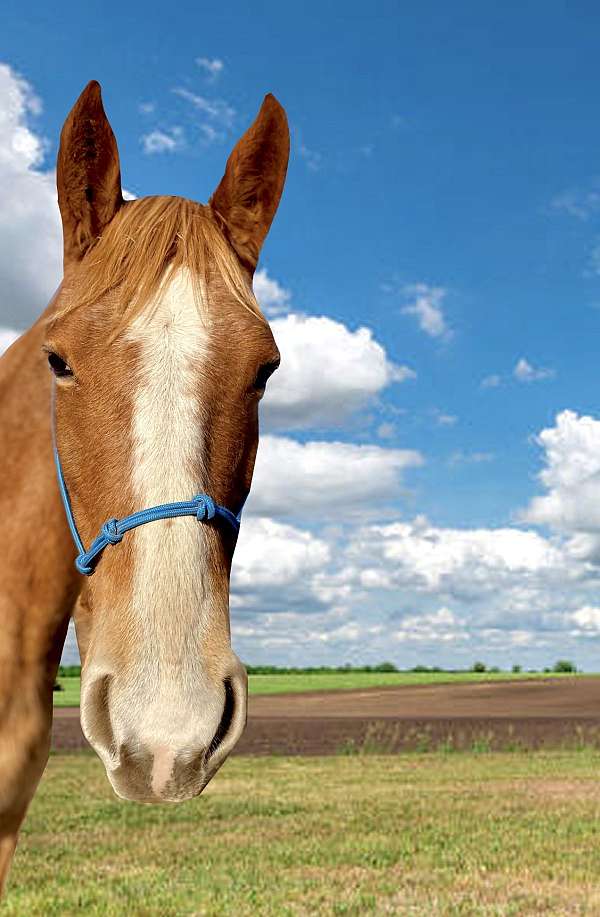 rescue-mountain-pleasure-horse