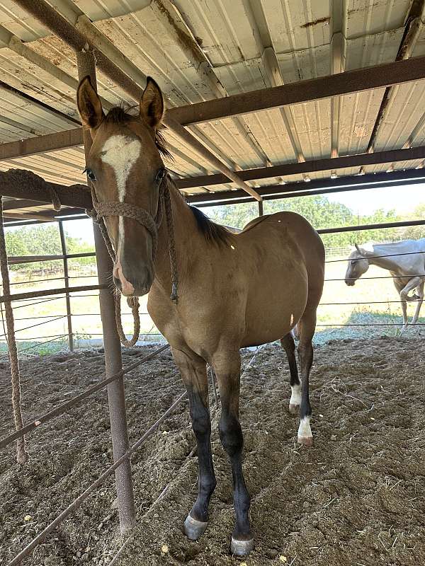 performance-ranch-colt-gelding