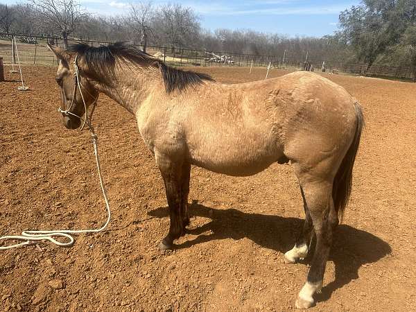 dun-quarter-horse-colt-gelding