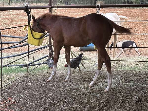 quarter-horse-for-sale