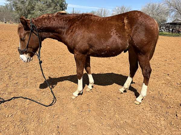 rabicano-colt-yearling